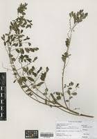 Image result for Phyllanthus fischeri
