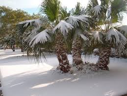 Has Florida Ever Gotten Any Significant Amounts Of Snow Fall In The Past? -  Quora