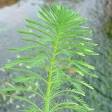 Myriophyllum aquaticum