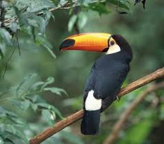 Toucan-توکا - Photos | Facebook