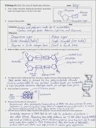 The character of dna structure and replication worksheet answers key in learning. Introduction To Dna Worksheet