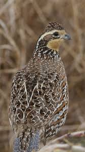 Northern Bobwhite Quail Pet Birds Upland Bird Hunting
