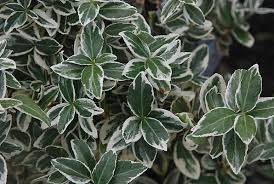 Image result for Euonymus fortunei