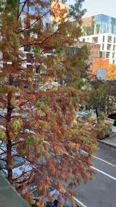 @pawacker's video Tweet