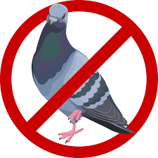 Effective Bird Control Services | Safe Pest Bird Management