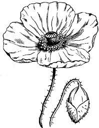 Flowers coloring pages (find many of the state flowers, but without the information written on the page) dltk's countries and cultures activities for kids (crafts, coloring, recipes and more) mojave desert habitat facts and coloring pages (information, worksheets, and activities) California Poppy Realistic Drawing Of California Poppy Coloring Page Fosterginger At Pinterest Poppy Drawing Poppy Coloring Page Flower Drawing