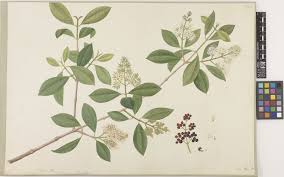 Image result for Psychotria auxopoda