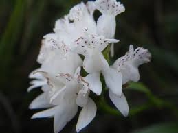 Image result for Brownleea galpinii