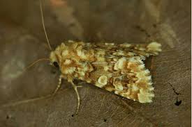 Image result for Hadena irregularis