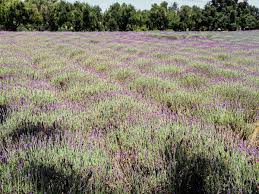 Clairmont farms is a family owned and operated, working lavender farm. 11 Best Lavender Fields To Visit In California A Charming Escape
