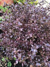 We did not find results for: Pittosporum Tom Thumb Pittosporum Tom Thumb Plants Front Garden