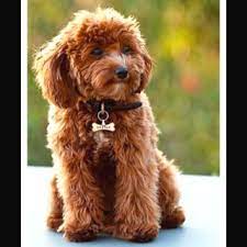 Cavapoo Puppies Cute Animals Cute Puppies