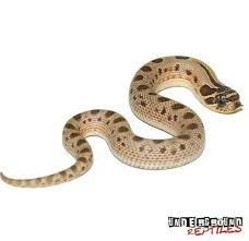 There are many colour and pattern variations and here are some of our favourites. Morph Magazine Issue 2 Reptiles Amino