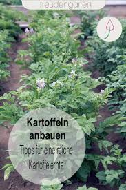 Kartoffeln Vorkeimen Setzen Pflanzen Pflegen Kartoffeln Pflanzen Kartoffeln Anbauen Kartoffeln Wachsen