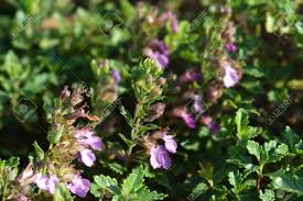 Hence the grammatical structures used for latin and the precise nature of the word endings are a complete foreign language! Common Germander Pink Flower Latin Name Teucrium Chamaedrys Stock Photo Picture And Royalty Free Image Image 134300754