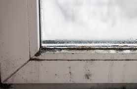 Maybe you would like to learn more about one of these? How To Get Rid Of Mold In The Basement Alpha Building Inspections