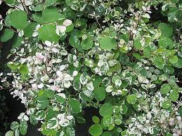 白雪樹 breynia nivosa vegetation plants tree