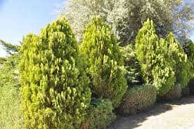 Image result for Platycladus orientalis