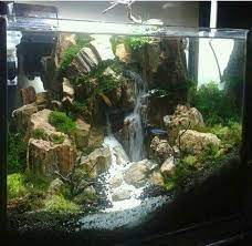 Pin Oleh Adlansyah Lubis Di Fish Tank Akuarium