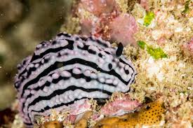 Image result for Nidorella burundiensis