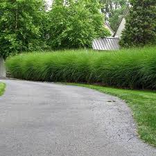 Image result for Coleus gracillimus