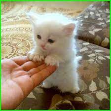 10,185 likes · 84 talking about this. Gambar Anak Kucing Anggora Lucu Dan Imut