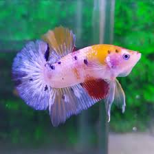A Baby Koi Plakat Tail Betta Siamese Fighting Fish Betta Fish Types Betta Siamese Fighting Fish