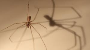 The symptoms of a black widow bite can be quite severe and another factor that motivates black widows is seclusion which is why they are often found in outbuildings, root cellars, basements, crawl. Daddy Longlegs Won T Kill You Cool Green Science