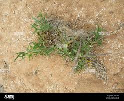 Image result for Raphionacme lanceolata
