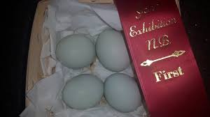 So while it might be a lighter shade of green or blue than it used to be, it will still be green or blue. No Food Colouring Needed For Canadian Farm S Pastel Eggs Ctv News