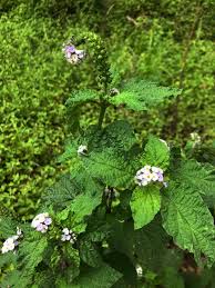 Image result for Heliotropium indicum