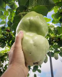 Image result for Passiflora quadrangularis