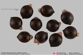 Image result for Persicaria madagascariensis