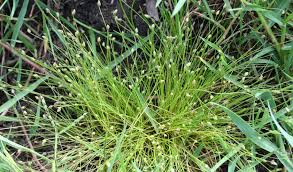 Image result for Isolepis