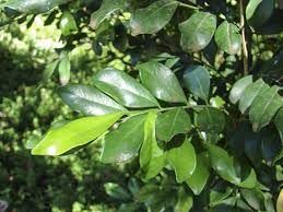 Image result for Maerua paniculata