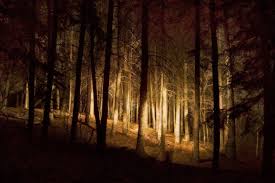 Space Definition With Light In Forest Forest Light Lights Forest