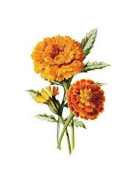 Pin On Flowers From 1970