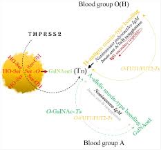 Why Blood Type O Might Lower Risk For Sars Cov 2 Infection
