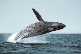 Whale ocean whales whale watching whale breach whale breaching breaching whale whales hd00.22humpback whale family breaching spraying from blowhole by iceberg in greenland arctic. Giants Of The Sea Mexico Humpback Whales Nautilus Liveaboards