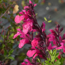 What are the best bushes to grow in texas? Salvia Greggii Cold Hardy Pink Cold Hardy Pink Texas Sage High Country Gardens