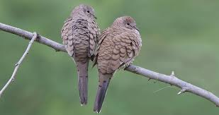 Bird With No Feathers On Head The Tiny Inca Dove Is Covered In Tan Scaly Looking Feathers And Blends Right In With Its Suburban Desert Habitats That Is Until It Inca Bird Life List Doves