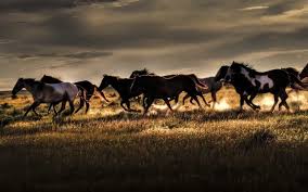 Mustang Horse Wallpapers Top Free Mustang Horse Backgrounds Wallpaperaccess 3 758 mustang horse stock video clips in 4k and hd for creative projects. mustang horse wallpapers top free