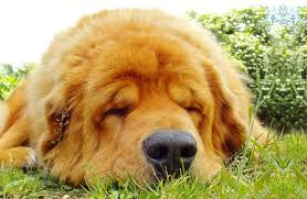 A long daily leash walk along with access to a fenced, outdoor yard should meet their needs. Tibetan Mastiff Description Energy Level Health Interesting Facts