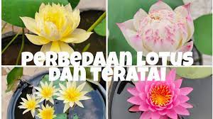 Permata ayu bunga lotus memiliki nama ilmiah nelumbo nucifera nama ilmiah lainya adalah nelumbium nelumbo, nelumbo specesiosa, nelumbium specium. Perbedaan Tanaman Air Lotus Dan Teratai The Difference Between Lotus And Water Lily Youtube