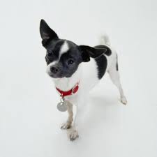 Piebald Spotting On Chihuahuas