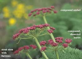 Image result for Apiaceae