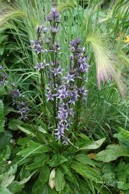 Image result for Swertia