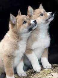 Dingo Pups Meet The Dingo Pups Animals Beautiful Cute Animals Wild Dogs