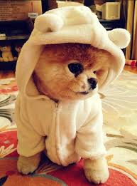 Pet Parade 50 Ridiculously Adorable Animals In Costume Yavru Kopek