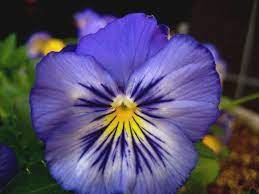 Pin On Pansies